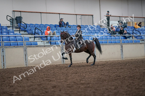 2019 Morgan Horse Show - Aug 31, 2019 - 24564