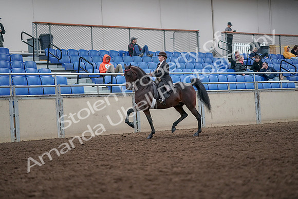 2019 Morgan Horse Show - Aug 31, 2019 - 24565