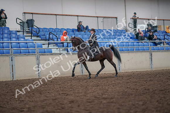 2019 Morgan Horse Show - Aug 31, 2019 - 24566