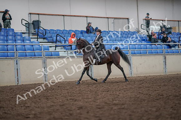 2019 Morgan Horse Show - Aug 31, 2019 - 24567