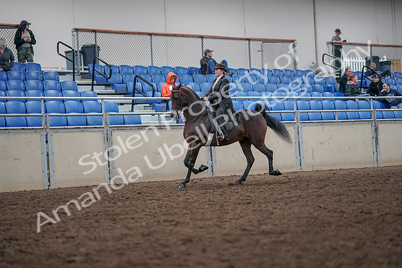 2019 Morgan Horse Show - Aug 31, 2019 - 24568
