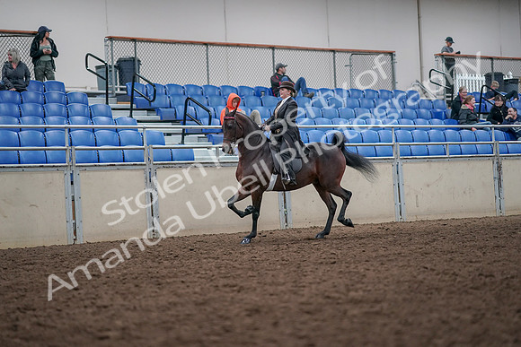 2019 Morgan Horse Show - Aug 31, 2019 - 24569