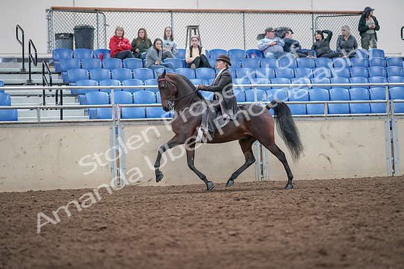 2019 Morgan Horse Show - Aug 31, 2019 - 24570