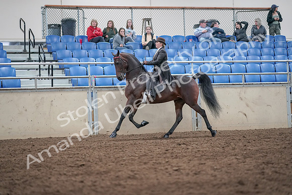 2019 Morgan Horse Show - Aug 31, 2019 - 24571