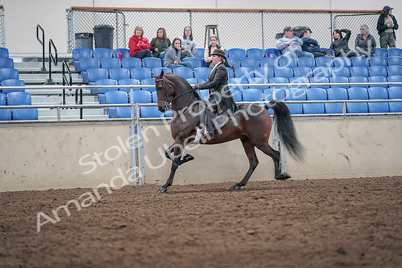 2019 Morgan Horse Show - Aug 31, 2019 - 24572