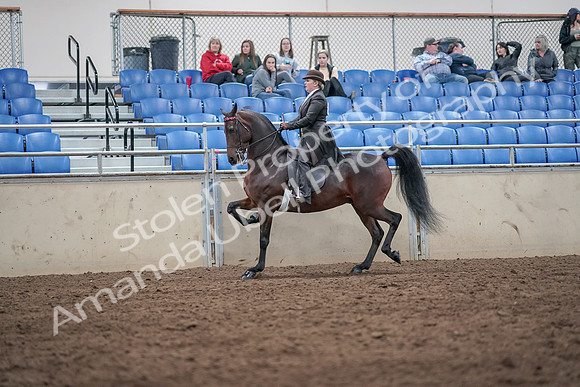 2019 Morgan Horse Show - Aug 31, 2019 - 24573
