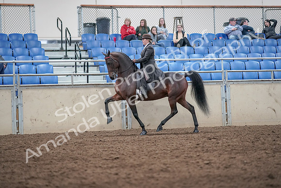 2019 Morgan Horse Show - Aug 31, 2019 - 24576