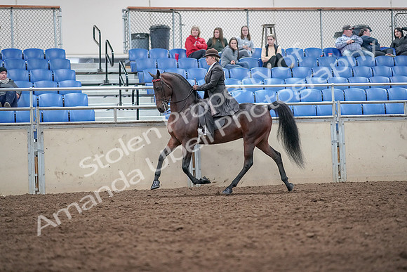 2019 Morgan Horse Show - Aug 31, 2019 - 24577