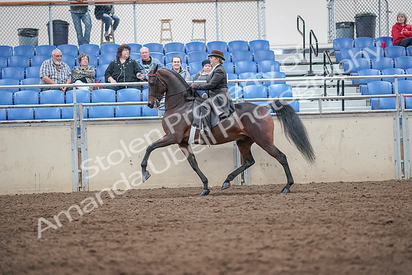 2019 Morgan Horse Show - Aug 31, 2019 - 24578