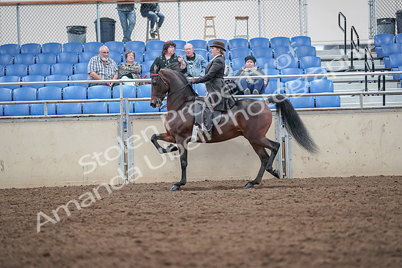 2019 Morgan Horse Show - Aug 31, 2019 - 24581