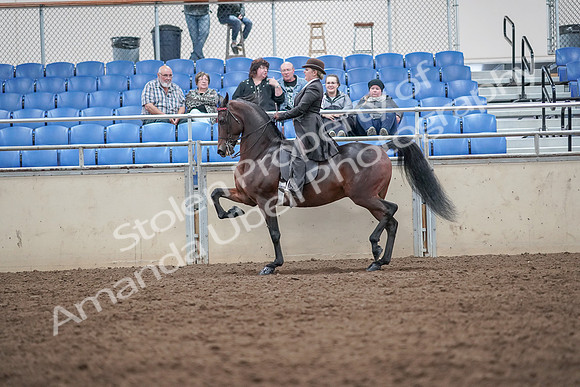 2019 Morgan Horse Show - Aug 31, 2019 - 24582