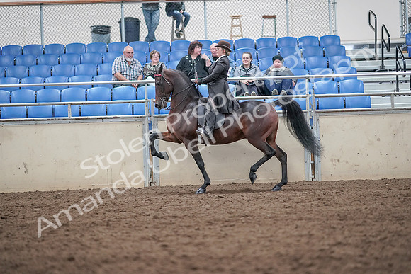 2019 Morgan Horse Show - Aug 31, 2019 - 24583