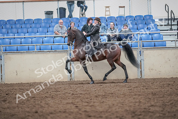 2019 Morgan Horse Show - Aug 31, 2019 - 24584