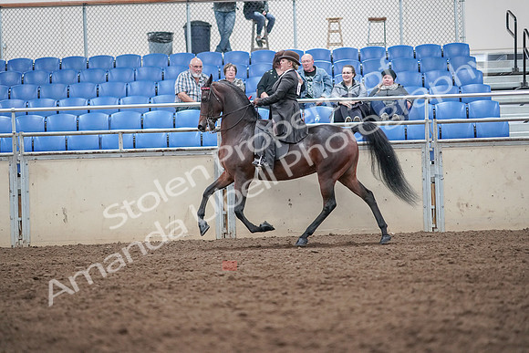 2019 Morgan Horse Show - Aug 31, 2019 - 24585