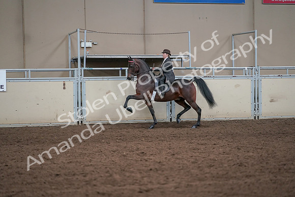 2019 Morgan Horse Show - Aug 31, 2019 - 24586