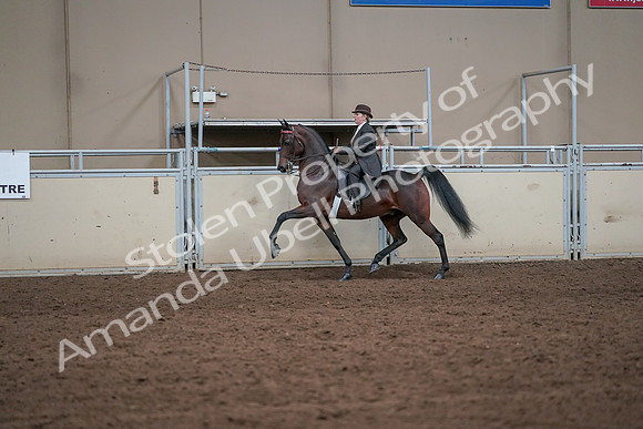 2019 Morgan Horse Show - Aug 31, 2019 - 24587