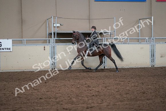 2019 Morgan Horse Show - Aug 31, 2019 - 24588