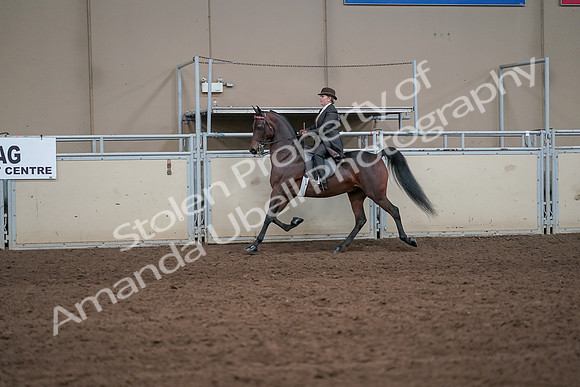 2019 Morgan Horse Show - Aug 31, 2019 - 24589