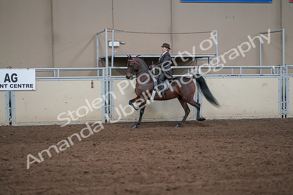 2019 Morgan Horse Show - Aug 31, 2019 - 24590