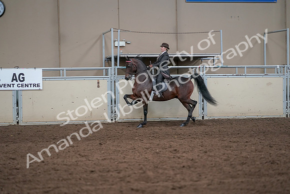 2019 Morgan Horse Show - Aug 31, 2019 - 24591