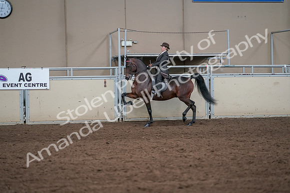 2019 Morgan Horse Show - Aug 31, 2019 - 24592