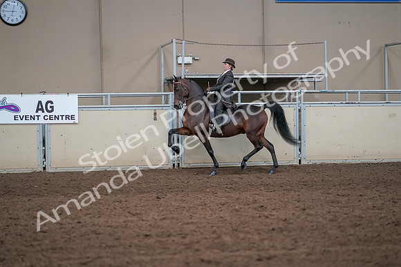 2019 Morgan Horse Show - Aug 31, 2019 - 24593