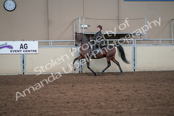 2019 Morgan Horse Show - Aug 31, 2019 - 24594