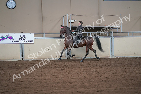 2019 Morgan Horse Show - Aug 31, 2019 - 24595