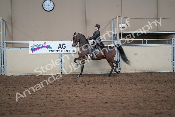 2019 Morgan Horse Show - Aug 31, 2019 - 24596