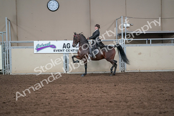 2019 Morgan Horse Show - Aug 31, 2019 - 24597