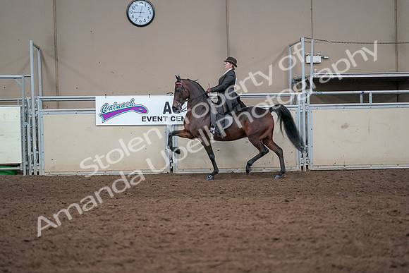 2019 Morgan Horse Show - Aug 31, 2019 - 24598