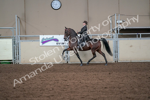 2019 Morgan Horse Show - Aug 31, 2019 - 24599