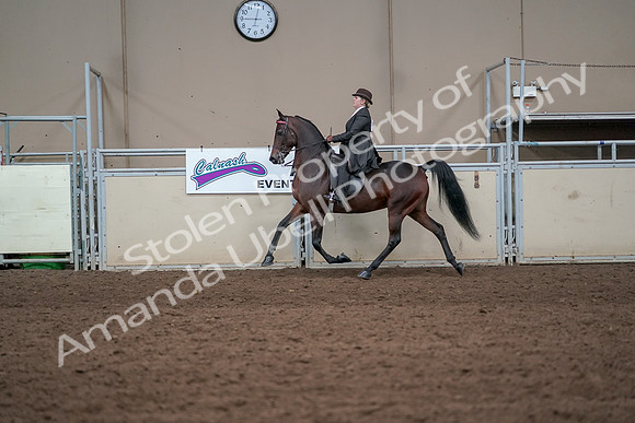 2019 Morgan Horse Show - Aug 31, 2019 - 24600