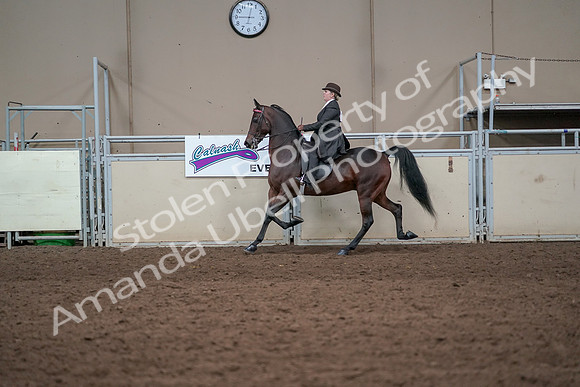 2019 Morgan Horse Show - Aug 31, 2019 - 24601