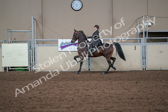 2019 Morgan Horse Show - Aug 31, 2019 - 24602