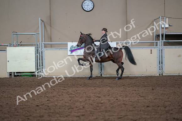 2019 Morgan Horse Show - Aug 31, 2019 - 24603