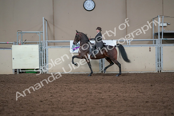 2019 Morgan Horse Show - Aug 31, 2019 - 24604