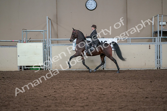 2019 Morgan Horse Show - Aug 31, 2019 - 24605