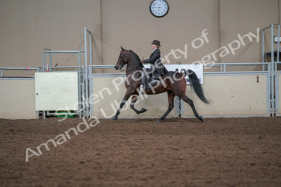 2019 Morgan Horse Show - Aug 31, 2019 - 24606