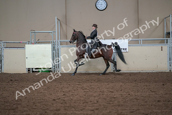 2019 Morgan Horse Show - Aug 31, 2019 - 24607