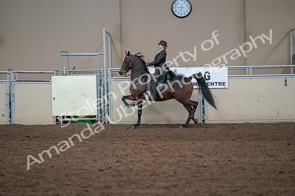 2019 Morgan Horse Show - Aug 31, 2019 - 24608