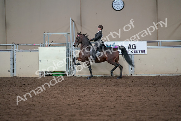 2019 Morgan Horse Show - Aug 31, 2019 - 24609