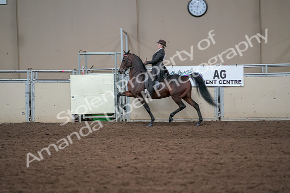 2019 Morgan Horse Show - Aug 31, 2019 - 24610
