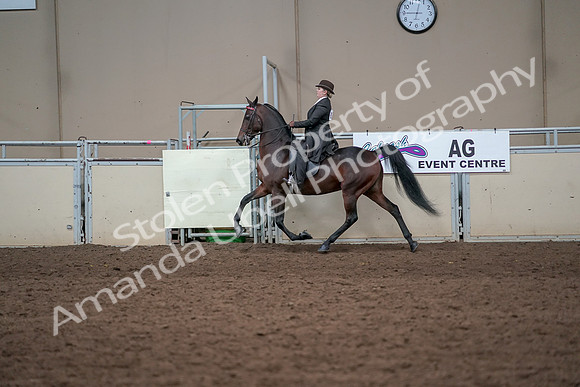 2019 Morgan Horse Show - Aug 31, 2019 - 24611