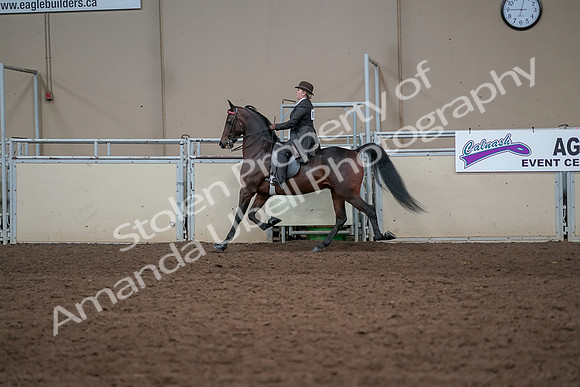 2019 Morgan Horse Show - Aug 31, 2019 - 24612
