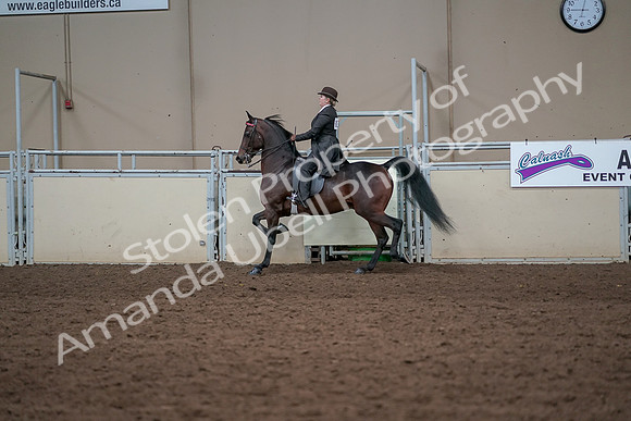2019 Morgan Horse Show - Aug 31, 2019 - 24613