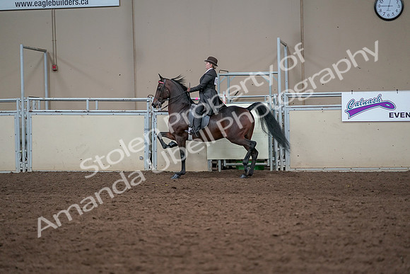 2019 Morgan Horse Show - Aug 31, 2019 - 24614