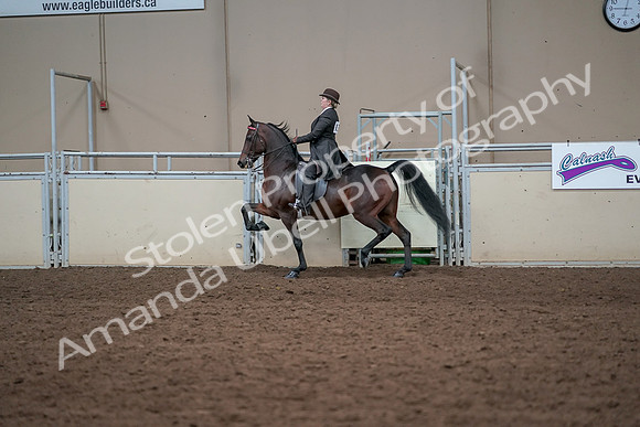 2019 Morgan Horse Show - Aug 31, 2019 - 24615