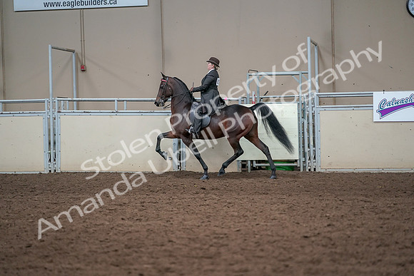 2019 Morgan Horse Show - Aug 31, 2019 - 24616
