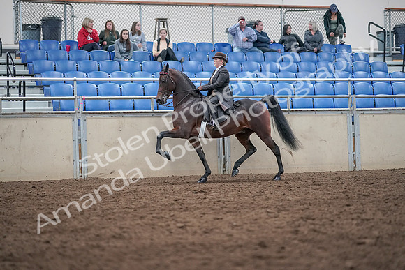 2019 Morgan Horse Show - Aug 31, 2019 - 24617